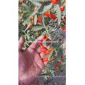 Live Goji Berry Plant / Árbol orgánico / Alta tasa de supervivencia